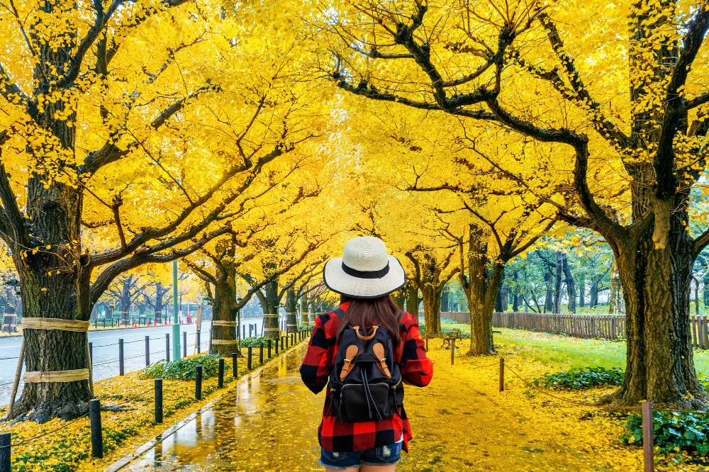 woman-traveler-with-backpack-walking-row-yellow-ginkgo-tree-autumn-autumn-park-tokyo-japan