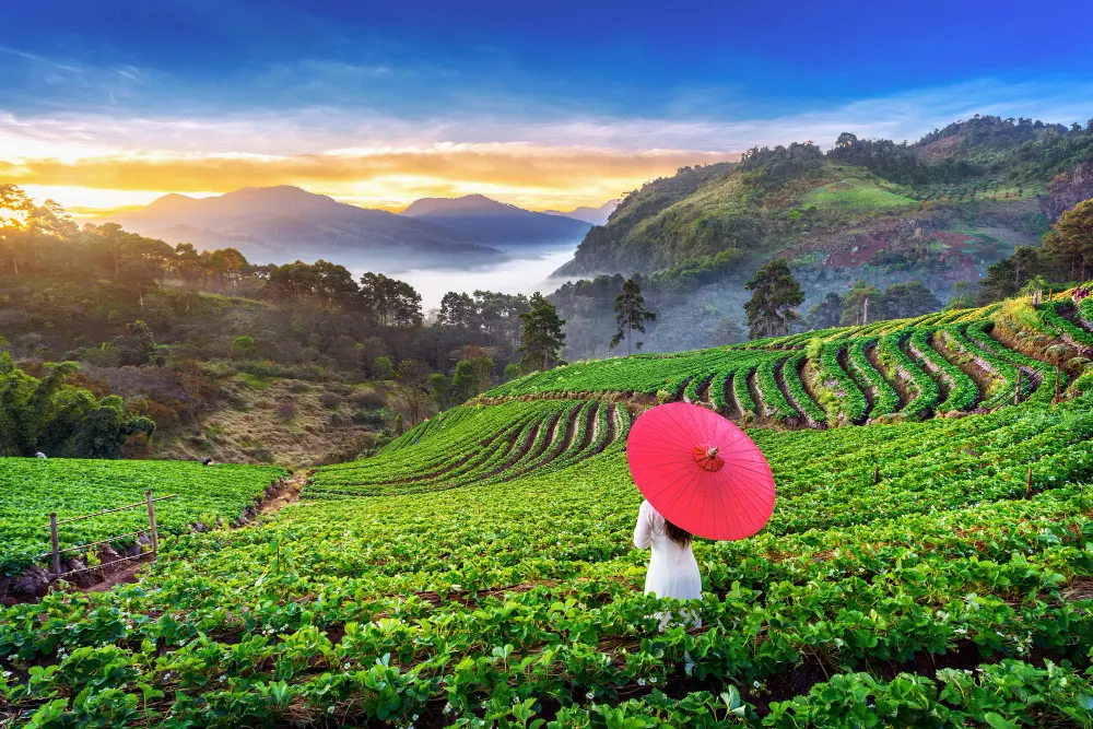 asian-woman-wearing-vietnam-culture-traditional-in-strawberry-garden-on-doi-ang-khang-chiang-mai-thailand