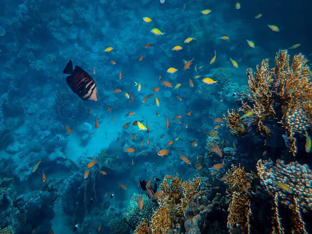 beautiful-fish-swimming-around-corals-under-sea