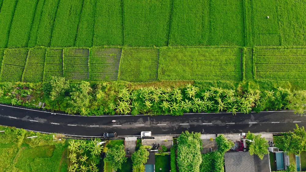 fields-in-bali-are-photographed-from-a-drone