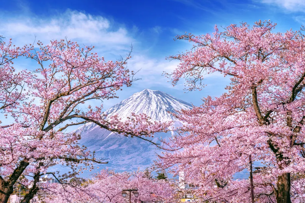 fuji-sakura