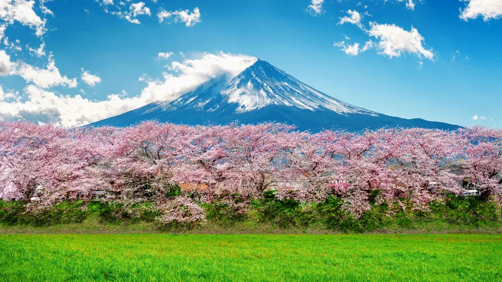 fuji-pink-tree-and-montian