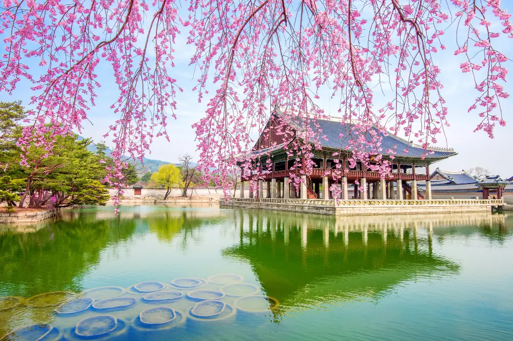 gyeongbokgung-palace-with-cherry-blossom-in-spring-south-korea