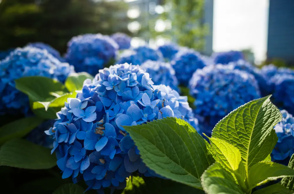 selective-focus-shot-of-blue-flowers-and-green-leaves