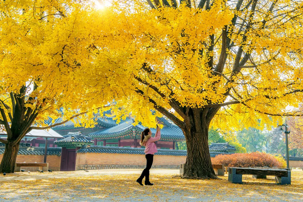 woman-take-a-photo-at-autumn-in-gyeongbokgung