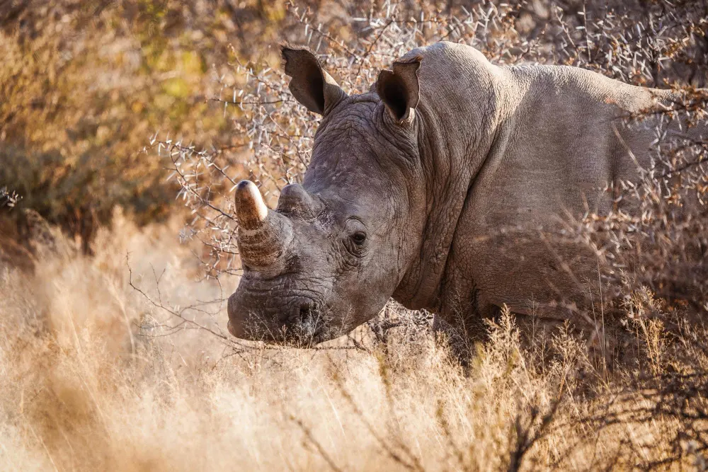 a-rhinoceros-in-its-habitat-on-safari