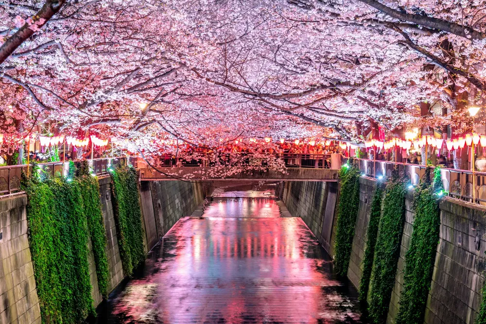 cherry-blossom-rows-along-meguro-river-tokyo-japan