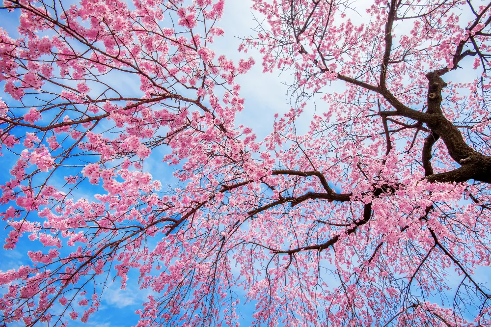 cherry-blossom-with-soft-focus-sakura-season-spring