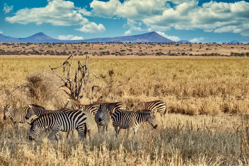 field-covered-greenery-surrounded-by-zebras-sunlight-blue-sky