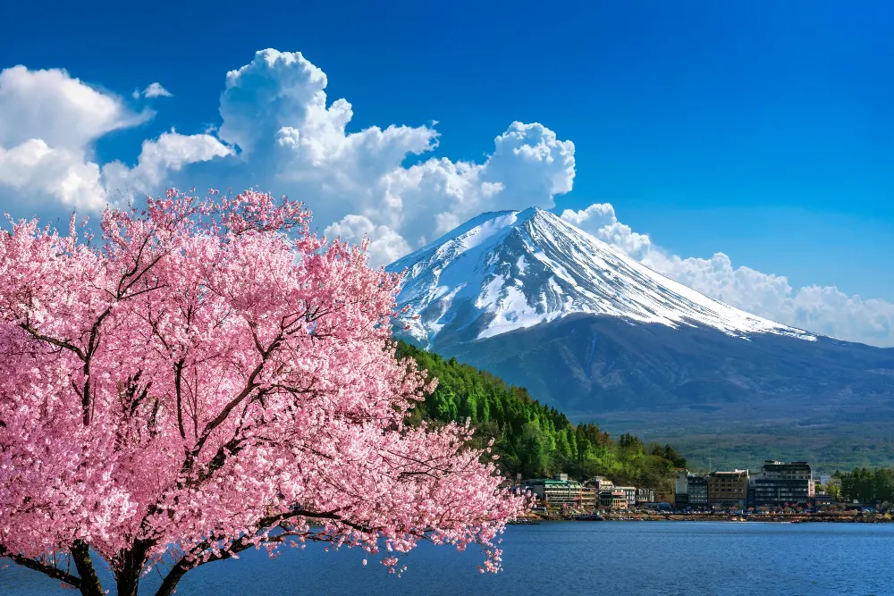 fuji-mountain-cherry-blossoms-spring-japan