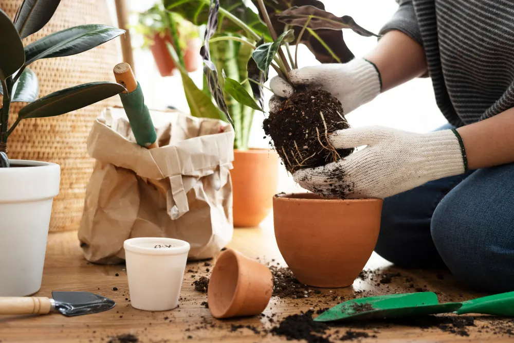 gardener-repotting-houseplant-inside-her-house