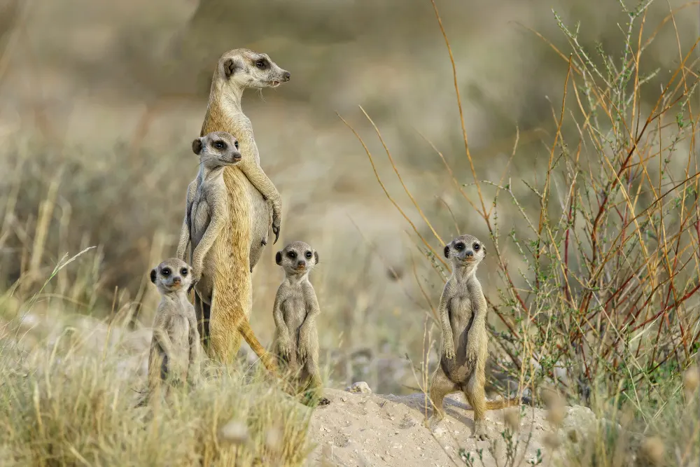 meercat-family-on-the-lookout