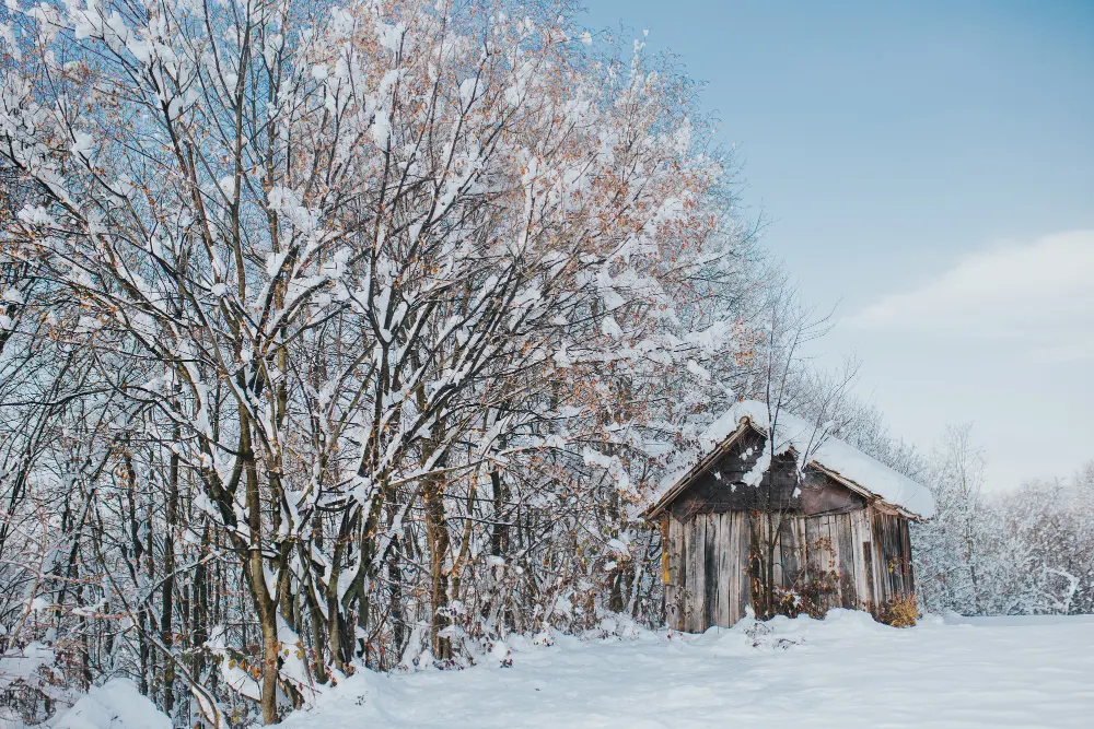 old-wooden-barn-field-covered-trees-snow-sunlight-daytime