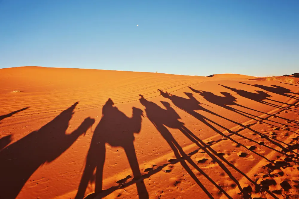 shadows-camels-sahara-desert-merzouga
