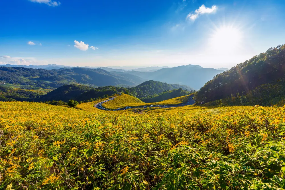 tung-bua-tong-mexican-sunflower-field-mae-hong-son-province-thailand