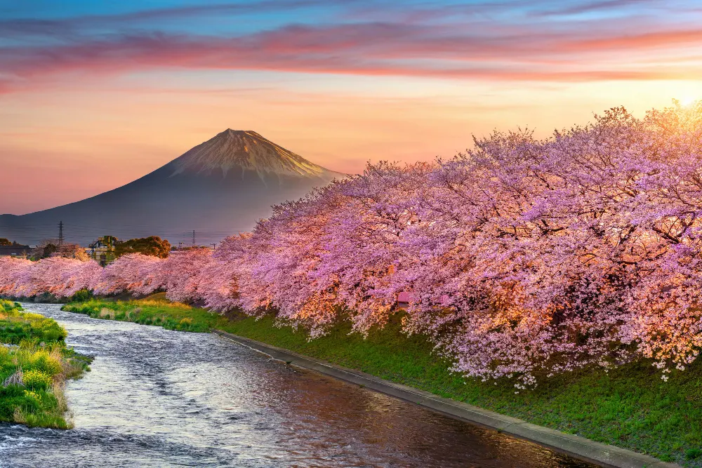 cherry-blossoms-and-fuji-mountain