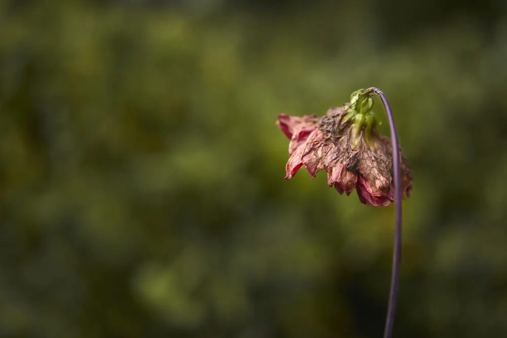 selective-focus-shot-of-wilted-flower