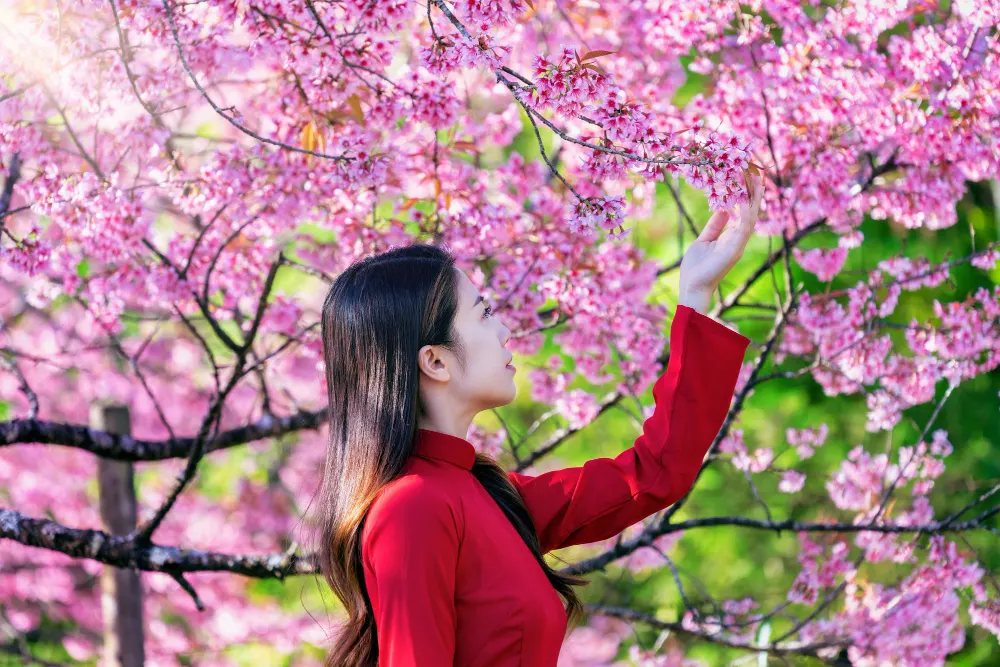 cherry-blossom-park