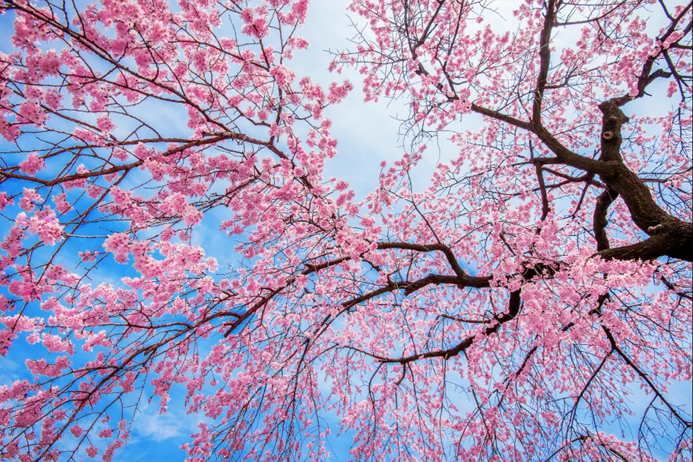 Cherry-blossoms-sakura-in-spring