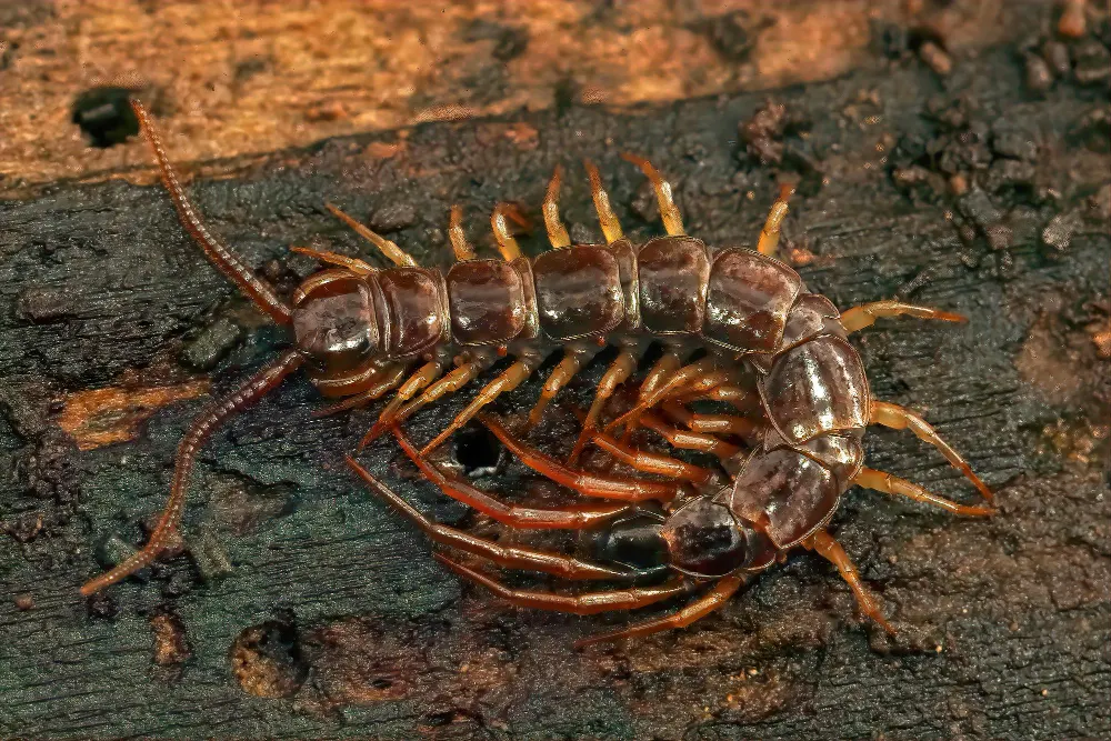 closeup-on-the-european-brown-centipede