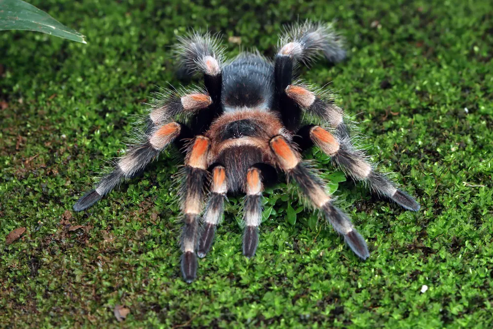 hamorii-tarantula-isolated-on-moss-hamorii-tarantula-front-view