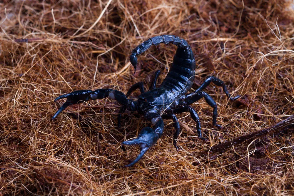 male-scorpion-goes-on-straw-scorpion-attacks