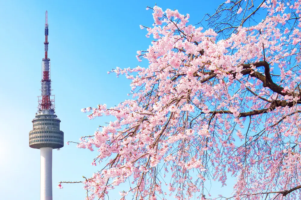 seoul-tower-and-pink-cherry-blossom-sakura-season