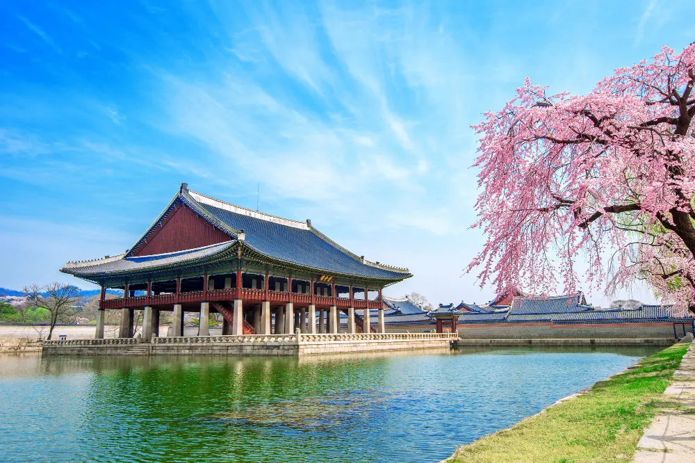 gyeongbokgung-palace-with-cherry-blossom-spring-south-korea