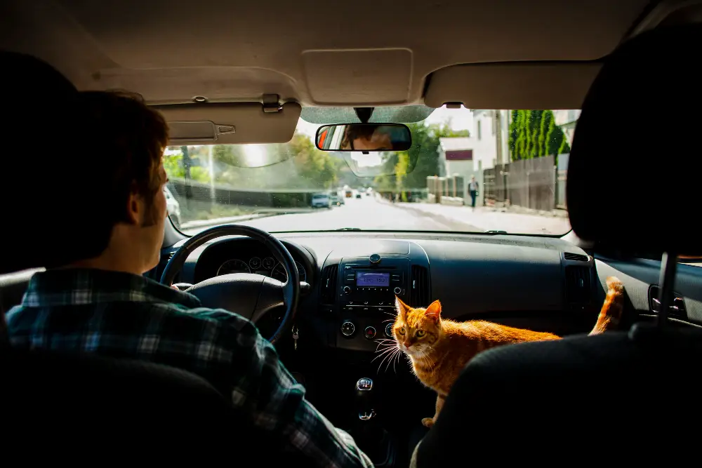 Man-driving-with-a-beautiful-cat-next-to-him