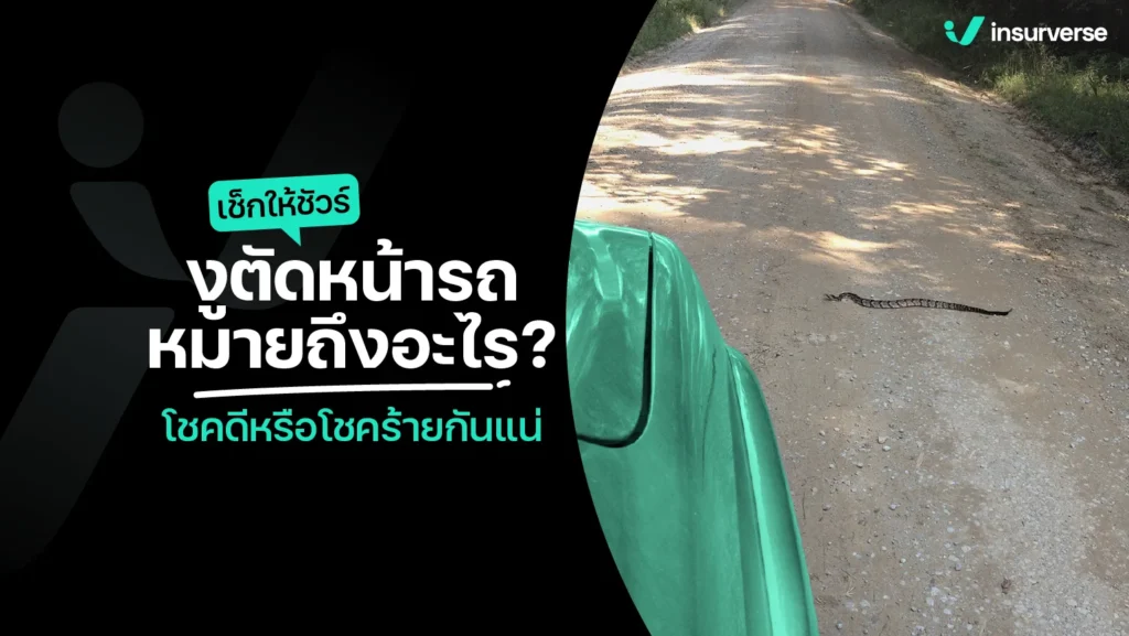 เช็กให้ชัวร์ งูตัดหน้ารถ หมายถึงอะไร? โชคดีหรือโชคร้ายกันแน่