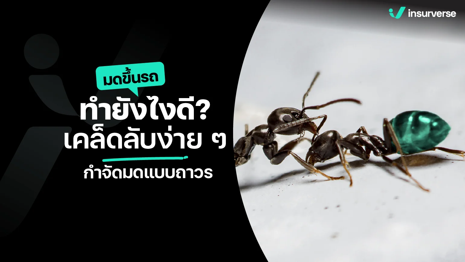 มดขึ้นรถทำยังไงดี? เคล็ดลับง่าย ๆ กำจัดมดแบบถาวร