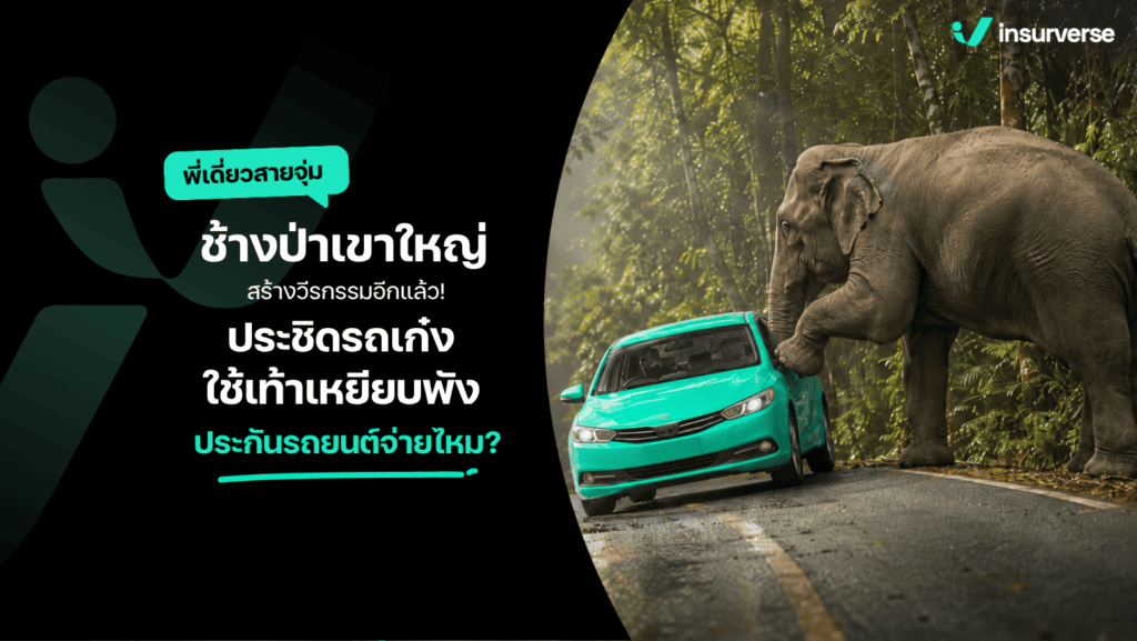 ช้างป่าเขาใหญ่เหยียบรถพัง ประกันรถยนต์ชั้น 1 เคลมได้ไหม? ไขข้อสงสัยจากคลิปไวรัล