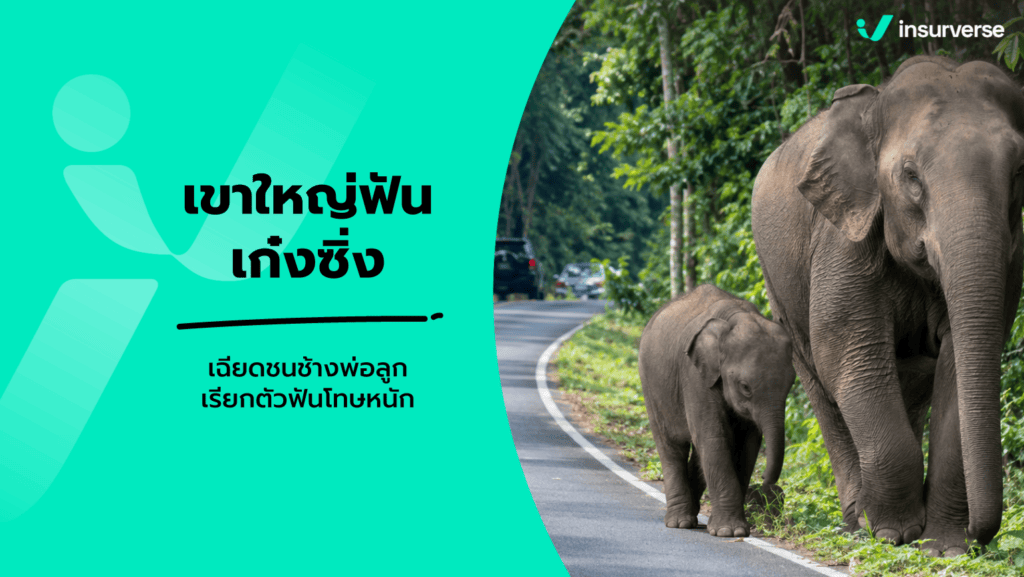 ขับรถเฉียดช้างป่าเขาใหญ่ พ่องาทอง กฎหมายอุทยาน