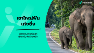 เขาใหญ่ฟันเก๋งซิ่งเฉียดชนช้างป่า เช็กกฎหมายอุทยานและประกันภัยรถชนสัตว์